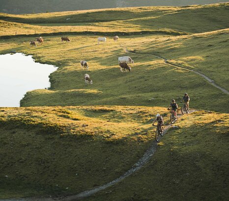 Mountainbikegruppe auf Almwiese mit Kühen