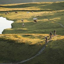 Mountainbikegruppe auf Almwiese mit Kühen